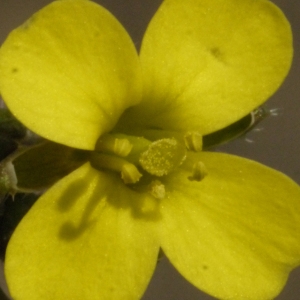 Brassica decumbens Bubani (Diplotaxis des murailles)