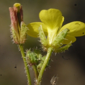  - Diplotaxis muralis (L.) DC. [1821]