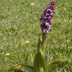 Photographie n°113156 du taxon Himantoglossum robertianum (Loisel.) P.Delforge [1999]