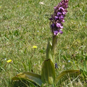 Photographie n°113157 du taxon Himantoglossum robertianum (Loisel.) P.Delforge [1999]