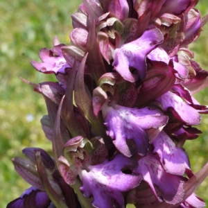 Himantoglossum robertianum (Loisel.) P.Delforge (Orchis à longues bractées)