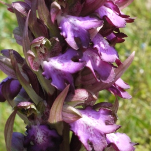 Photographie n°113160 du taxon Himantoglossum robertianum (Loisel.) P.Delforge [1999]