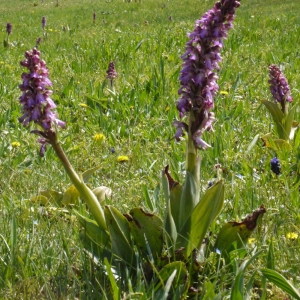 Photographie n°113161 du taxon Himantoglossum robertianum (Loisel.) P.Delforge [1999]