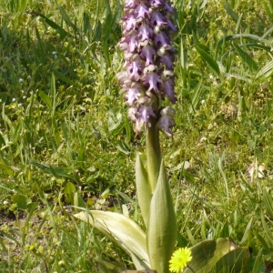 Photographie n°113164 du taxon Himantoglossum robertianum (Loisel.) P.Delforge [1999]