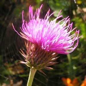 Carduus defloratus var. zetterstedtianus (Rouy) Arènes (Chardon à feuilles de carline)