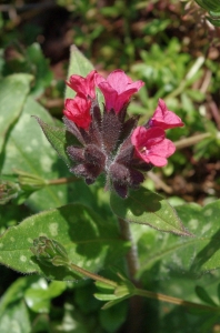 Gisèle Arliguie, le 31 mars 2012 (Blanzat)