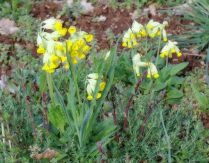 Gisèle Arliguie, le 14 avril 2012 (Gramat)