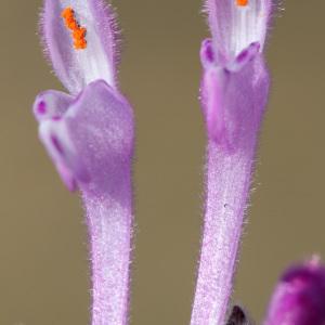 Galeobdolon amplexicaule (L.) Moench (Lamier à feuilles embrassantes)