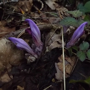 Photographie n°113246 du taxon Lathraea clandestina L. [1753]