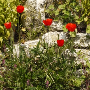 Photographie n°113262 du taxon Papaver rhoeas L. [1753]