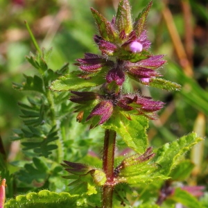 Photographie n°113270 du taxon Stachys arvensis (L.) L. [1763]