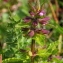  Marie  Portas - Stachys arvensis (L.) L. [1763]