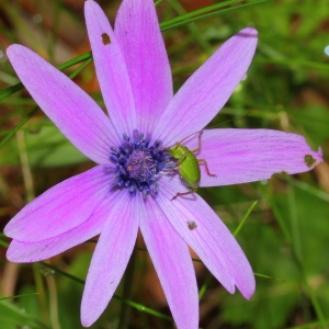 Photographie n°113274 du taxon Anemone hortensis subsp. hortensis