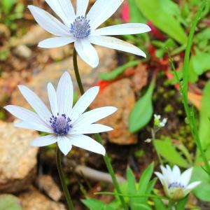Anemone hortensis subsp. hortensis – synthese – eFlore – Tela Botanica
