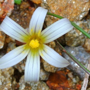 Photographie n°113283 du taxon Romulea rollii Parl.