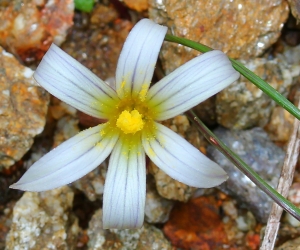 Marie  Portas, le 29 mars 2013 (Roquebrune-sur-Argens (Massif des Maures))