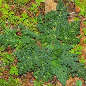 Photographie n°113287 du taxon Thapsia villosa L. [1753]