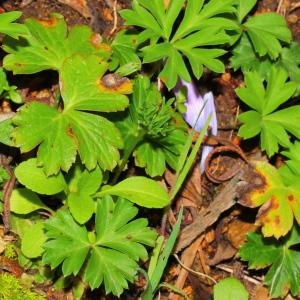  - Anemone hortensis subsp. hortensis 