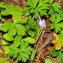  Marie  Portas - Anemone hortensis subsp. hortensis
