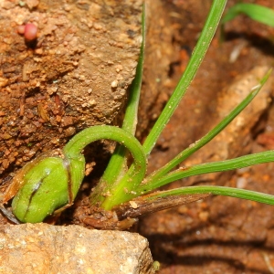  - Romulea rollii Parl.