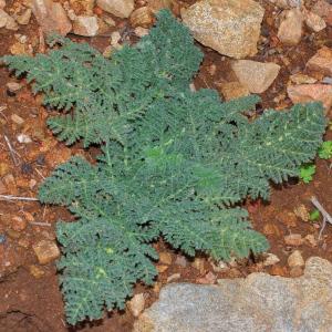 Photographie n°113296 du taxon Thapsia villosa L. [1753]