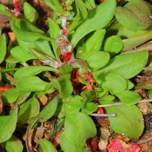 Photographie n°113297 du taxon Rumex bucephalophorus L.