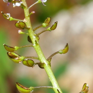 Photographie n°113303 du taxon Teesdalia coronopifolia (J.P.Bergeret) Thell.