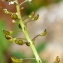  Marie  Portas - Teesdalia coronopifolia (J.P.Bergeret) Thell.