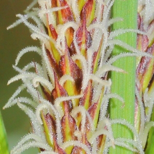 Photographie n°113312 du taxon Carex riparia Curtis [1783]