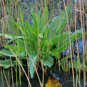 Photographie n°113315 du taxon Rumex crispus L. [1753]