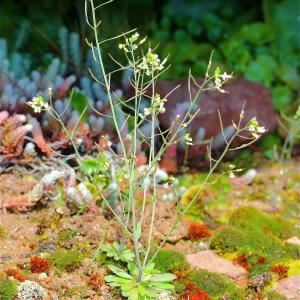 Photographie n°113319 du taxon Sisymbrium thalianum (L.) J.Gay & Monnard [1826]