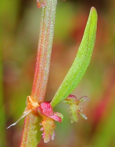 Marie  Portas, le 31 mars 2013 (Vidauban (Plaine des Maures))