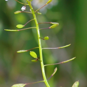Photographie n°113339 du taxon Draba muralis L.