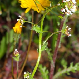 Photographie n°113341 du taxon Draba muralis L. [1753]