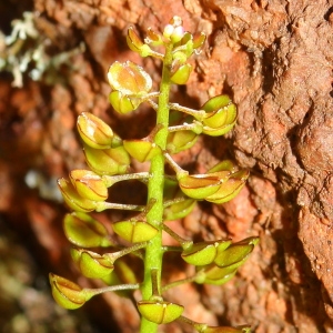 Photographie n°113345 du taxon Teesdalia coronopifolia (J.P.Bergeret) Thell.