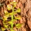  Marie  Portas - Teesdalia coronopifolia (J.P.Bergeret) Thell.