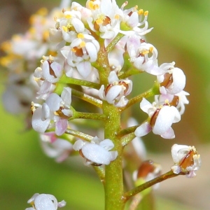 Photographie n°113346 du taxon Teesdalia coronopifolia (J.P.Bergeret) Thell.