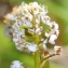  Marie  Portas - Teesdalia coronopifolia (J.P.Bergeret) Thell.