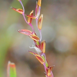 Agrostis minima L. (Mibora naine)