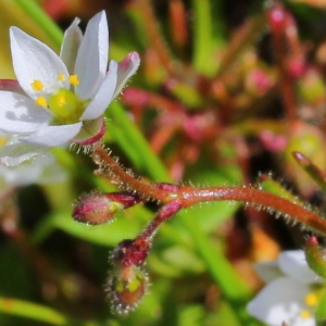  - Spergula pentandra L.