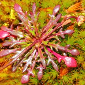 Photographie n°113367 du taxon Teesdalia coronopifolia (J.P.Bergeret) Thell.