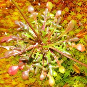 Photographie n°113368 du taxon Teesdalia coronopifolia (J.P.Bergeret) Thell.