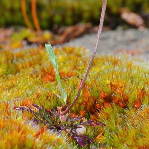 Photographie n°113369 du taxon Teesdalia coronopifolia (J.P.Bergeret) Thell.