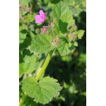 Erodium malacoides (L.) L'Hér. subsp. malacoides (Bec-de-grue à feuilles de mauve)