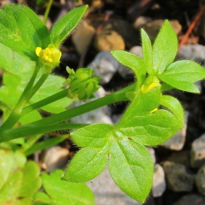  - Ranunculus muricatus L.