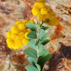 Acacia cultriformis A.Cunn. ex G.Don (Mimosa-couteau)