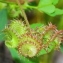  Marie  Portas - Medicago polymorpha subsp. polymorpha