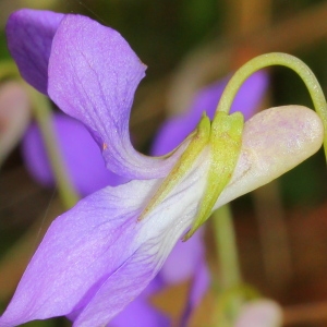 Photographie n°113382 du taxon Viola canina L.