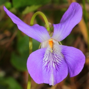Photographie n°113383 du taxon Viola canina L.