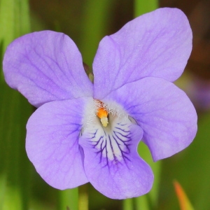 Viola canina L. (Violette des chiens)
